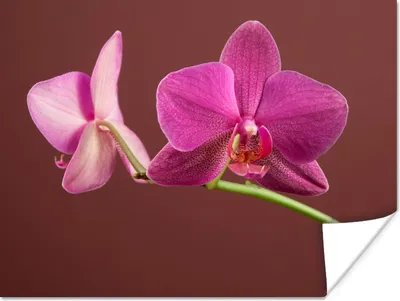 Produktbild von MuchoWow® Poster Blumen - Orchideen - Rosa 160x120 cm - Foto Plakat