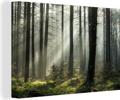 Produktbild von OneMillionCanvasses® - Leinwandbilder - 150x100 cm, Wald - Pflanzen - Nebel, Wandbilder Kunstdruck Wanddekoration