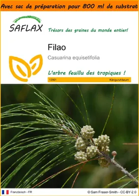 Image de SAFLAX Garden in the bag - Filao - 200 graines - Casuarina