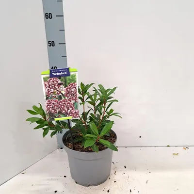 Zdjęcie produktu dla Kalmia lat. 'Schokra' – kalmia | 25–30 cm w doniczce