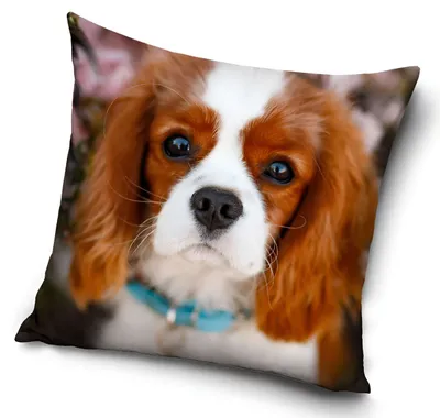 Immagine prodotto di Cuscino decorativo - Cavalier king Charles spaniel