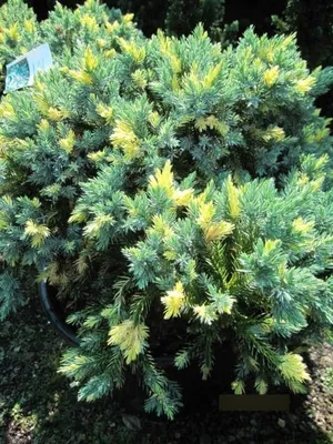 Produktbild von Juniperus squamata Floriant - Schuppenwacholder Floriant - 30-40