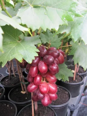 Produktbild von Vitis vinifera Attika - rötlich-blaue Weinrebe - kernarme - sehr mehltaufeste Sorte