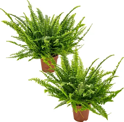 Zdjęcie produktu dla Bloomique - Zestaw 2 sztuk - Nephrolepis Green Lady - Paproć bostońska - Paproć - Rośliny doniczkowe - Oczyszczające powietrze - Przyjazne dla zwierząt - Wysokość 20-30 cm - Doniczka 12 cm