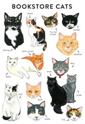 Immagine prodotto di Bibliophile Flexi Journal: Bookstore Cats