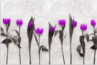 Produktbild von MuchoWow® Poster Blumen - Tulpen - Lila 30x20 cm - Plakate - Print