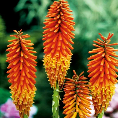 Produktbild von Fackellilie Staude Blütenkerzen Kniphofia Fackellilien Raketenblumen orange 1 St