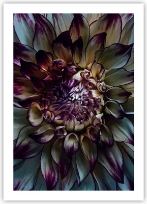 Produktbild von Poster - Poster ohne Rahmen - Blätter Agave Blume - 50x70 cm - Wand Bild - Wanddeko - Wandbilder - Kunstposter - Wandposter - Bilder - Kunstdruck - Wanddekoration - Wandbild - P2XPA50x70-5122