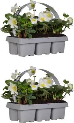 Produktbild von Bloomique - 12er Set - Helleborus Niger - Christrose - Schneerose - Pflanzen Echt - Winterblüher - Höhe 15-20 cm - Topf 9 cm
