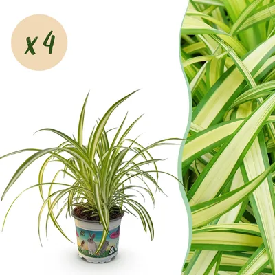 Image de Green boutiQ - Plante d'intérieur - Chlorophytum comosum Variegatum - Herbe à chat - Sans danger pour les animaux - Panachée - 4 plantes - Pot de 12 cm - Hauteur 25-30 cm