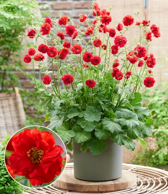 Produktbild von BALDUR Garten 1x Geum 'Firestarter®', Pflanze im 9x9 cm-Topf, kompakte Neuzüchtung, winterharter Blickfang, blüht bis zu 6 Monate, ideal für Beet & Kübel, pflegeleicht & langlebig