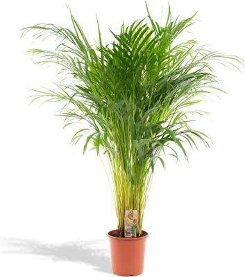 Produktbild von Goldfruchtpalme Areca – Zimmerpflanze Ø21cm – 110cm hoch – Luftreinigende tropische Palme für gesundes Raumklima – frisch aus der Baumschule