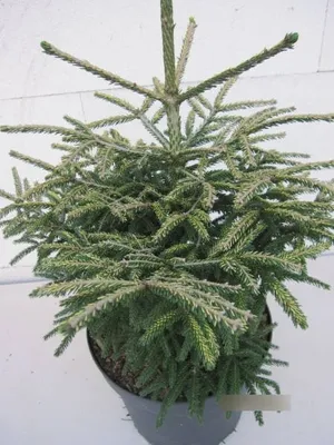 Produktbild von Picea orientalis Spring Frost - orientalische Fichte - 30-40