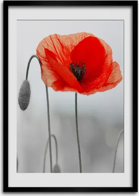 Produktbild von Bild - Bilderrahmen - Foto - 70 cm x 100 cm - MDF - Rahmen - Wandkunst - Feldmohnblumen