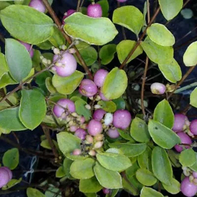 Immagine prodotto di 2 x  Schneebeere  - Symphoricarpos doorenbos 'Mother Of Pearl'  | 50-60 cm in vaso