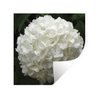 Obrázok produktu pre MuchoWow® Nálepka na stenu - Biela hortenzia - 80x80cm - Samolepiaca a polohovateľná