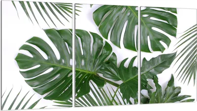 Produktbild von Herdabdeckplatten 3 teilig 30x52 Glaskeramikkochfeld Abdeckung Glas, Monstera Laub