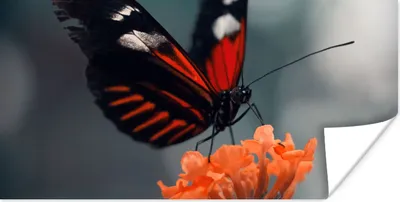 Produktbild von MuchoWow® Poster Schmetterling - Blume - Insekt 40x20 cm - Poster für die Wand - Poster Schlafzimmer