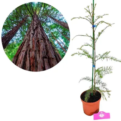 Obrázek produktu pro Sequoia sempervirens, sekvoje pobřežní, výška 40–60 cm – 2litrový květináč