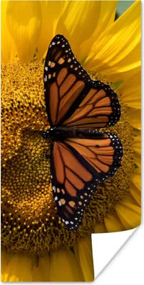 Produktbild von MuchoWow® Poster Sonnenblume - Schmetterling - Frühling 20x40 cm - Plakat - Foto