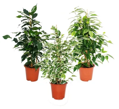 Produktbild von Ficus benjamini - 3er Set - Danielle - Anastasia - Twighlight 12cm Topf