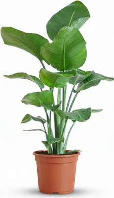 Produktbild von Strelitzia Nicolai Paradiesvogelblume Zimmerpflanze 80-90cm Ø19cm Pflegeleichte Großblattpflanze für Wohnzimmer Büro & Wintergarten