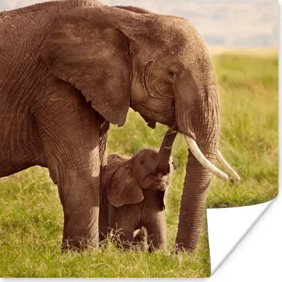 Produktbild von MuchoWow® Poster Elefant - Gras - Jung - Rüssel 100x100 cm - Babyzimmer