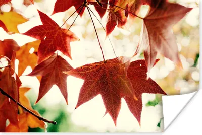 Produktbild von MuchoWow® Poster Herbstblätter - November - Natur - Bäume 120x80 cm - Bilder