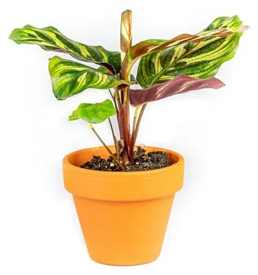 Obrázek produktu pro Gardners Calathea makoyana, průměr 6-7 cm