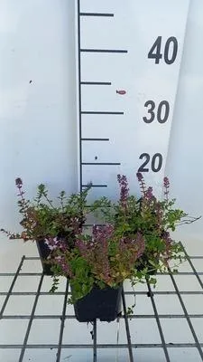 Immagine prodotto di 6 x Thymus pulegioides - Timo - vaso 9 x 9 cm