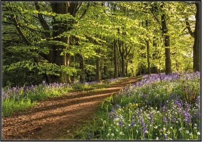 Produktbild von Wallario Wandbild Blaues Hasenglöckchen im Sommerwald, Größe: 70,30 x 100,30 cm, Poster mit schwarzem Aluminiumrahmen