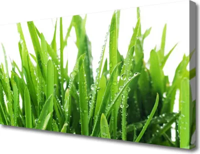 Produktbild von Tulup Leinwand-Bilder 100x50 Wandbild Canvas Kunstdruck Grase Pflanzen