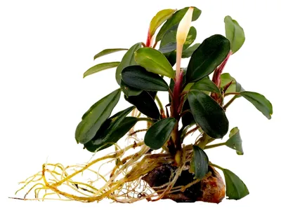 Produktbild von Bucephalandra Watermelon - Aufsitzer Wasserpflanze für das Aquarium - Pflegeleichte Deko für Vorder- und Mittelgrund - Geeignet für Garnelenbecken und Aquascaping