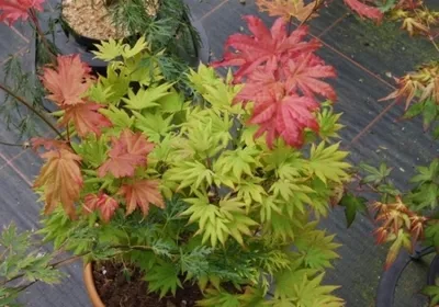 Produktbild von Ahorn shirasawanum Autumn Moon - Japanischer Goldahorn 40-60cm