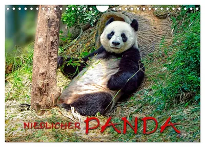 Produktbild von Niedlicher Panda (Wandkalender 2027 DIN A4 quer), CALVENDO Monatskalender