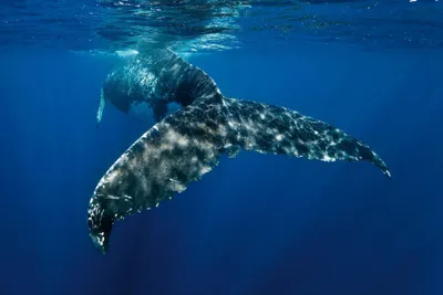 Produktbild von Digitaldruck-Tapete WhaleFin livingwalls (1034251)