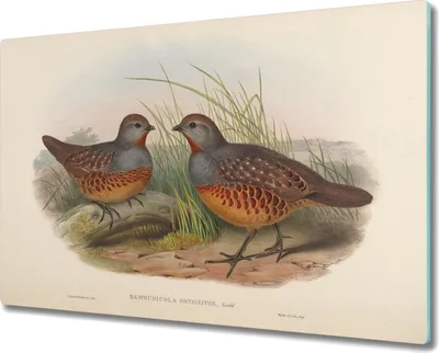 Produktbild von Coloray Kochplattenabdeckung Herdabdeckplatte 80x52 cm Hackbrett Schneidebrett Küchenbrett - Vögel Tiere Zeichnung