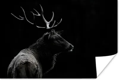 Produktbild von MuchoWow® Poster Hirsch - Schwarz - Porträt - Geweih - Tiere 60x40 cm - Schlafzimmerdekoration