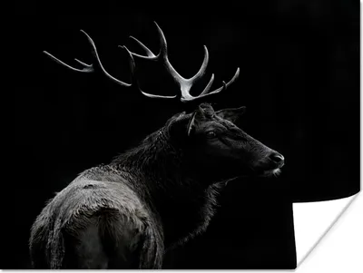 Produktbild von MuchoWow® Poster Hirsch - Schwarz - Porträt - Geweih - Tiere 120x90 cm - Wandbild