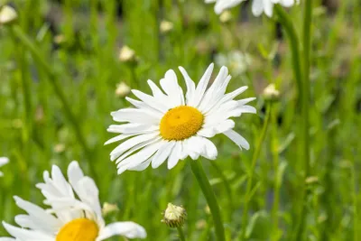 Produktbild von Leucanthemum vulgare 'Maikönigin', Margerite, weiß, ca. 9x9 cm Topf
