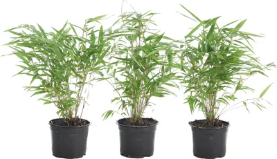 Zdjęcie produktu dla Bloomique - Zestaw 3 szt. - Fargesia Rufa - Roślina bambusowa - Nierozprzestrzeniająca się - Odporna na zimę - Zimozielona - Rośliny ogrodowe - Wysokość 20-30 cm - Doniczka 10 cm