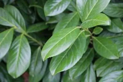 Obrázok produktu pre 10 ks portugalského orechovca – Prunus lusitanica 'Novita' | 30-50 cm, bez koreňového balu
