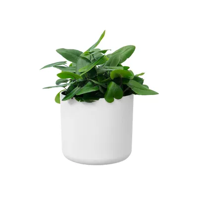 A green plant in a white pot against a white background.