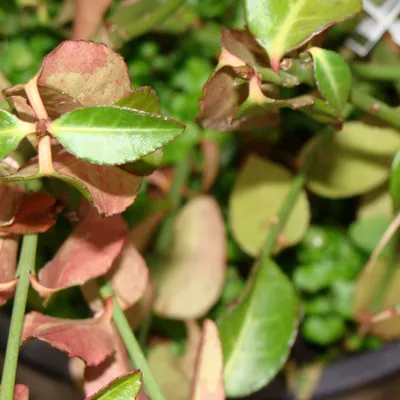 Obrázek produktu pro 2 x  plazivý brslen  - Euonymus fortunei 'Tustin'  | 20-30 cm v kontejneru