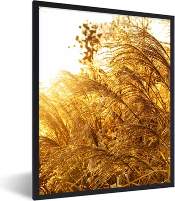Produktbild von MuchoWow® Gerahmtes Poster Pampasgras - Sonne - Gras 60x80 cm - Poster mit Schwarzem Bilderrahmen Wandposter Rahmen Foto Bilder - Premium - Wanddeko Wohnzimmer