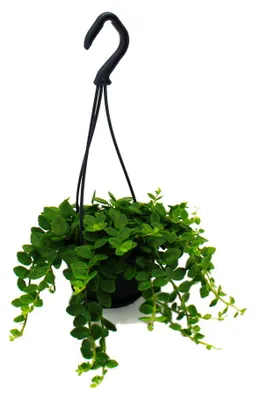 Produktbild von Pflegeleichte Mini-Ampelpflanze - Kalanchoe manginii - Glocken-Kalanchoe