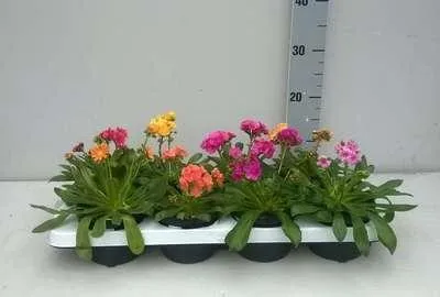 Zdjęcie produktu dla 6 x Lewisia cotyledon - Lewisia - Doniczka 9 x 9 cm