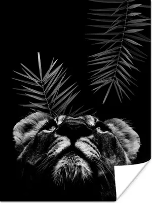 Produktbild von MuchoWow® Poster Tiger schaut auf und steht vor einem schwarzen Hintergrund - schwarz und weiß 90x120 cm - Wohnzimmer