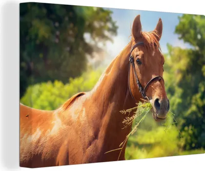 Produktbild von OneMillionCanvasses® - Leinwandbilder - 150x100 cm, Pferd - Licht - Porträt, Wandbilder Kunstdruck Wanddekoration