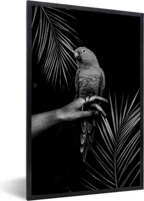 Produktbild von MuchoWow® Gerahmtes Poster Vogel auf einer Hand und schwarzem Hintergrund - schwarz und weiß 60x90 cm - Poster mit Schwarzem Bilderrahmen Wandposter Rahmen Foto Bilder - Kunst
